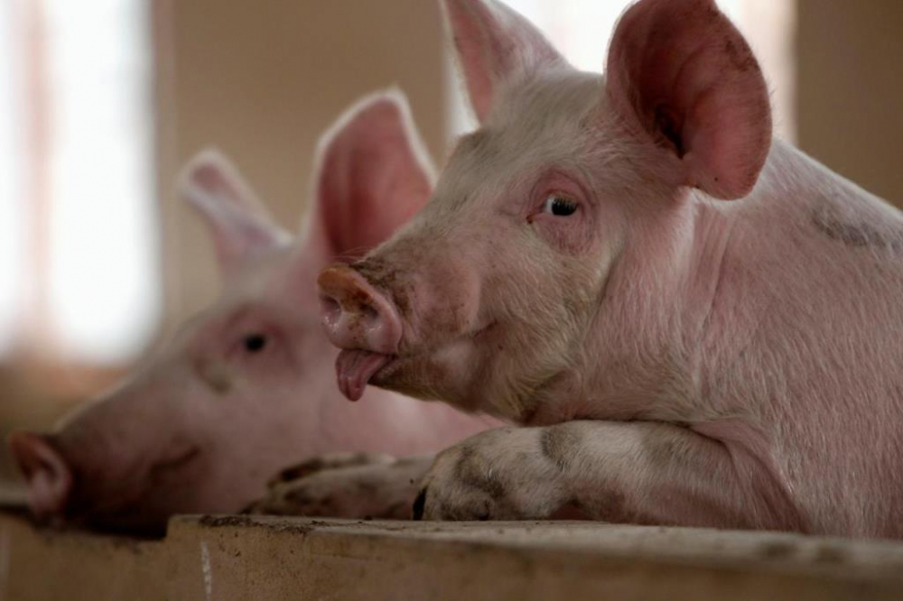 Свиноводство — вторая по значимости отрасль в животноводстве